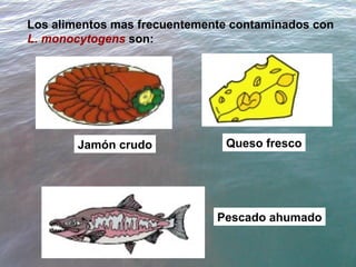 Los alimentos mas frecuentemente contaminados con  L. monocytogens  son: Jamón crudo Queso fresco Pescado ahumado 