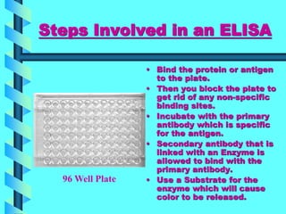 Steps Involved in an ELISA
• Bind the protein or antigen
to the plate.
• Then you block the plate to
get rid of any non-specific
binding sites.
• Incubate with the primary
antibody which is specific
for the antigen.
• Secondary antibody that is
linked with an Enzyme is
allowed to bind with the
primary antibody.
• Use a Substrate for the
enzyme which will cause
color to be released.
96 Well Plate
 