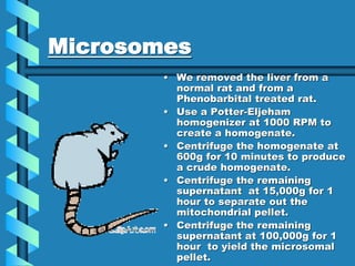 Microsomes
• We removed the liver from a
normal rat and from a
Phenobarbital treated rat.
• Use a Potter-Eljeham
homogenizer at 1000 RPM to
create a homogenate.
• Centrifuge the homogenate at
600g for 10 minutes to produce
a crude homogenate.
• Centrifuge the remaining
supernatant at 15,000g for 1
hour to separate out the
mitochondrial pellet.
• Centrifuge the remaining
supernatant at 100,000g for 1
hour to yield the microsomal
pellet.
 