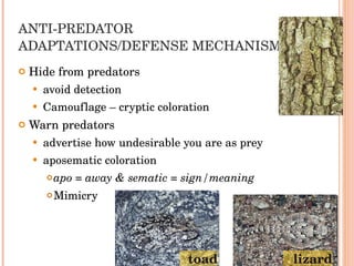 ANTI-PREDATOR ADAPTATIONS/DEFENSE MECHANISMS Hide from predators avoid detection Camouflage – cryptic coloration Warn predators advertise how undesirable you are as prey aposematic coloration apo = away & sematic = sign/meaning Mimicry lizard toad 