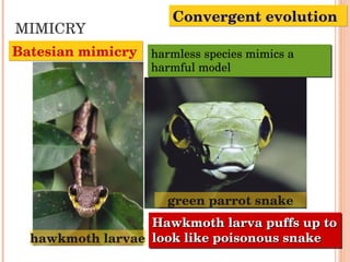 MIMICRY harmless species mimics a harmful model Hawkmoth larva puffs up to look like poisonous snake Batesian mimicry hawkmoth larvae green parrot snake Convergent evolution 