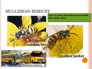MULLERIAN MIMICRY yellow jacket cuckoo bee two or more harmful species look like each other Mullerian mimicry 