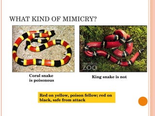 WHAT KIND OF MIMICRY? Coral snake  is poisonous King snake is not Red on yellow, poison fellow; red on black, safe from attack 