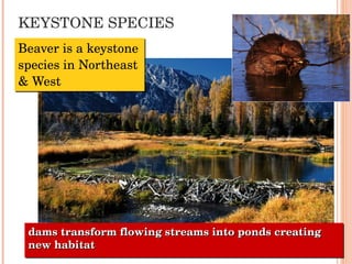 KEYSTONE SPECIES Beaver is a keystone species in Northeast & West dams transform flowing streams into ponds creating new habitat 