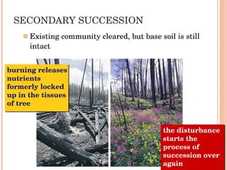 SECONDARY SUCCESSION Existing community cleared, but base soil is still intact burning releases nutrients formerly locked up in the tissues of tree the disturbance starts the process of succession over again 