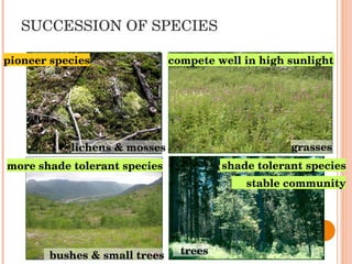 SUCCESSION OF SPECIES lichens & mosses grasses trees bushes & small trees pioneer species compete well in high sunlight more shade tolerant species shade tolerant species stable community 