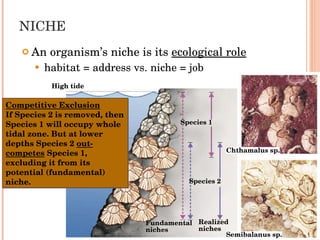 NICHE  An organism’s niche is its  ecological role habitat = address vs. niche = job Fundamental niches Realized niches High tide Low tide Species 1 Species 2 Competitive Exclusion If Species 2 is removed, then Species 1 will occupy whole tidal zone. But at lower depths Species 2  out-competes  Species 1, excluding it from its potential (fundamental) niche. Chthamalus sp. Semibalanus sp. 