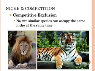 NICHE & COMPETITION Competitive Exclusion No two similar species can occupy the same niche at the same time 