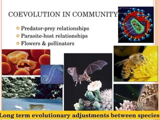 COEVOLUTION IN COMMUNITY Predator-prey relationships Parasite-host relationships Flowers & pollinators Long term evolutionary adjustments between species 