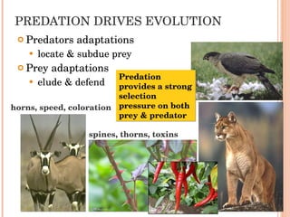 PREDATION DRIVES EVOLUTION Predators adaptations locate & subdue prey Prey adaptations elude & defend spines, thorns, toxins horns, speed, coloration Predation provides a strong selection pressure on both prey & predator 