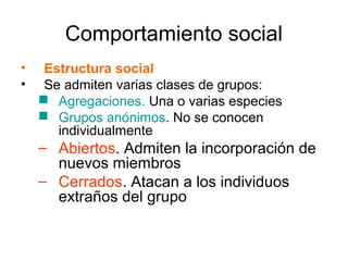 Comportamiento social
•    Estructura social
•    Se admiten varias clases de grupos:
     Agregaciones. Una o varias especies
     Grupos anónimos. No se conocen
       individualmente
    – Abiertos. Admiten la incorporación de
      nuevos miembros
    – Cerrados. Atacan a los individuos
      extraños del grupo
 