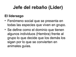 Jefe del rebaño (Líder)
El liderazgo
• Fenómeno social que se presenta en
  todas las especies que viven en grupo.
• Se define como el dominio que tienen
  algunos individuos (Hembra) frente al
  grupo lo que decide que los demás los
  sigan por lo que se convierten en
  animales guías.
 