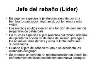 Jefe del rebaño (Líder)
• En algunas especies la jefatura es ejercida por una
  hembra (organización matriarcal, por la hembra más
  vieja).
• Los machos adultos ejercen una función de dominancia
  (organización patriarcal)
• En muchas especies el jefe (macho) del rebaño además
  de ejecutar la acción de defensa del mismo, protege a
  los animales más débiles y evita la lucha entre sus
  subordinados.
• Cuando el jefe del rebaño muere o se accidenta, es
  eliminado del grupo.
• Se produce un periodo de reestructuración en donde los
  enfrentamientos fiscos establecen una nueva jerarquía.
 