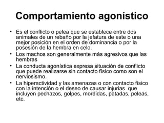 Comportamiento agonístico
• Es el conflicto o pelea que se establece entre dos
  animales de un rebaño por la jefatura de este o una
  mejor posición en el orden de dominancia o por la
  posesión de la hembra en celo.
• Los machos son generalmente más agresivos que las
  hembras
• La conducta agonística expresa situación de conflicto
  que puede realizarse sin contacto físico como son el
  nerviosismo.
• La hiperactividad y las amenazas o con contacto físico
  con la intención o el deseo de causar injurias que
  incluyen pechazos, golpes, mordidas, patadas, peleas,
  etc.
 