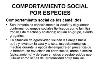 COMPORTAMIENTO SOCIAL
       POR ESPECIES
Comportamiento social de los camélidos
• Son territoriales especialmente la vicuña y el guanaco
  conformando grupos sociales tipificados como familias,
  tropillas de machos y solitarios; actúan en grupo, siendo
  gregarios.
• En situación de agresividad voltean las orejas hacia
  atrás y levantan la cara y la cola, especialmente los
  machos durante la época del empadre en presencia de
  la hembra; se revuelcan en tierra suelta, arena o ceniza
  (acicalamiento) y defecan en sitios preestablecidos que
  utilizan como señas de territorialidad entre familias.
 
