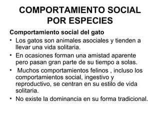 COMPORTAMIENTO SOCIAL
       POR ESPECIES
Comportamiento social del gato
• Los gatos son animales asociales y tienden a
  llevar una vida solitaria.
• En ocasiones forman una amistad aparente
  pero pasan gran parte de su tiempo a solas.
• Muchos comportamientos felinos , incluso los
  comportamientos social, ingestivo y
  reproductivo, se centran en su estilo de vida
  solitaria.
• No existe la dominancia en su forma tradicional.
 