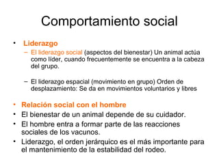 Comportamiento social
•   Liderazgo
    – El liderazgo social (aspectos del bienestar) Un animal actúa
      como líder, cuando frecuentemente se encuentra a la cabeza
      del grupo.

    – El liderazgo espacial (movimiento en grupo) Orden de
      desplazamiento: Se da en movimientos voluntarios y libres

• Relación social con el hombre
• El bienestar de un animal depende de su cuidador.
• El hombre entra a formar parte de las reacciones
  sociales de los vacunos.
• Liderazgo, el orden jerárquico es el más importante para
  el mantenimiento de la estabilidad del rodeo.
 