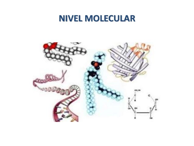 Resultado de imagen para nivel molecular