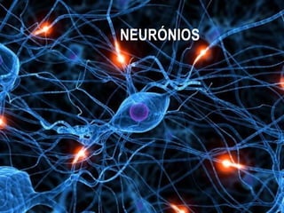 NEURÓNIOS
 