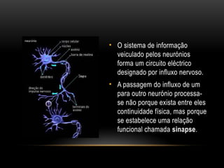 • O sistema de informação
veiculado pelos neurónios
forma um circuito eléctrico
designado por influxo nervoso.
• A passagem do influxo de um
para outro neurónio processa-
se não porque exista entre eles
continuidade física, mas porque
se estabelece uma relação
funcional chamada sinapse.
 