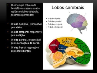 • O córtex que cobre cada
hemisfério apresenta quatro
regiões ou lobos cerebrais,
separados por fendas:
• O lobo occipital, responsável
pela visão.
• O lobo temporal, responsável
pela audição.
• O lobo parietal, responsável
pelas sensações do corpo.
• O lobo frontal responsável
pelos movimentos.
 