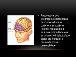 • Responsável pela
integração e coordenação
de muitas estruturas
corticais e subcorticais
(tálamo, Hipotálamo, p.
ex.), dos comportamentos
emocionais e intelectuais, o
córtex pré-frontal é, o
núcleo da nossa
personalidade.
 