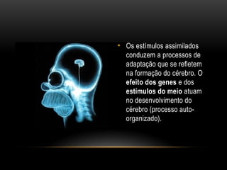 • Os estímulos assimilados
conduzem a processos de
adaptação que se refletem
na formação do cérebro. O
efeito dos genes e dos
estímulos do meio atuam
no desenvolvimento do
cérebro (processo auto-
organizado).
 