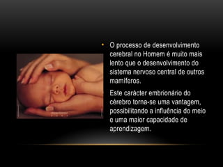 • O processo de desenvolvimento
cerebral no Homem é muito mais
lento que o desenvolvimento do
sistema nervoso central de outros
mamíferos.
• Este carácter embrionário do
cérebro torna-se uma vantagem,
possibilitando a influência do meio
e uma maior capacidade de
aprendizagem.
 
