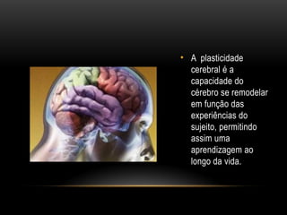 • A plasticidade
cerebral é a
capacidade do
cérebro se remodelar
em função das
experiências do
sujeito, permitindo
assim uma
aprendizagem ao
longo da vida.
 