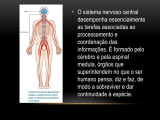• O sistema nervoso central
desempenha essencialmente
as tarefas associadas ao
processamento e
coordenação das
informações. É formado pelo
cérebro e pela espinal
medula, órgãos que
superintendem no que o ser
humano pensa, diz e faz, de
modo a sobreviver e dar
continuidade à espécie.
 