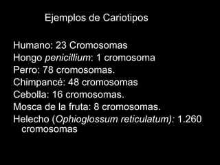 Humano: 23 Cromosomas Hongo  penicillium : 1 cromosoma Perro: 78 cromosomas. Chimpancé: 48 cromosomas Cebolla: 16 cromosomas. Mosca de la fruta: 8 cromosomas. Helecho ( Ophioglossum reticulatum):  1.260 cromosomas Ejemplos de Cariotipos 