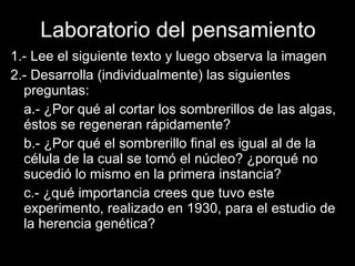 Laboratorio del pensamiento 1.- Lee el siguiente texto y luego observa la imagen 2.- Desarrolla (individualmente) las siguientes preguntas: a.- ¿Por qué al cortar los sombrerillos de las algas, éstos se regeneran rápidamente? b.- ¿Por qué el sombrerillo final es igual al de la célula de la cual se tomó el núcleo? ¿porqué no sucedió lo mismo en la primera instancia? c.- ¿qué importancia crees que tuvo este experimento, realizado en 1930, para el estudio de la herencia genética? 