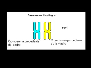 Cromosomas Homólogos Par 1 