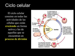 Ciclo celular El ciclo celular consiste en todas las actividades de las células que están  creciendo  en forma activa y las de aquellas que se encuentran en  proceso de división 