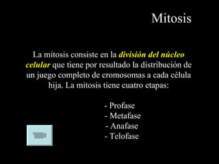 Mitosis La mitosis consiste en la  división del núcleo   celular  que tiene por resultado la distribución de un juego completo de cromosomas a cada célula hija. La mitosis tiene cuatro etapas: - Profase   - Metafase   - Anafase   - Telofase 