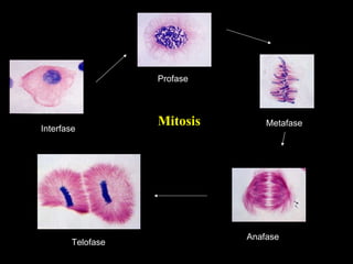 Interfase Profase Metafase Anafase Telofase  Mitosis 