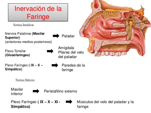 2 cuello 2
