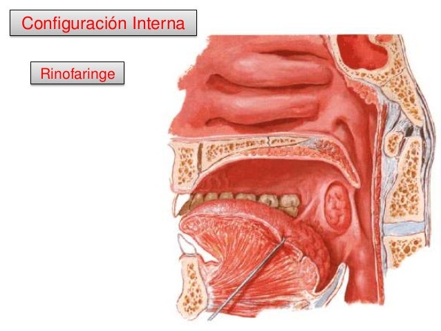 2 cuello 2