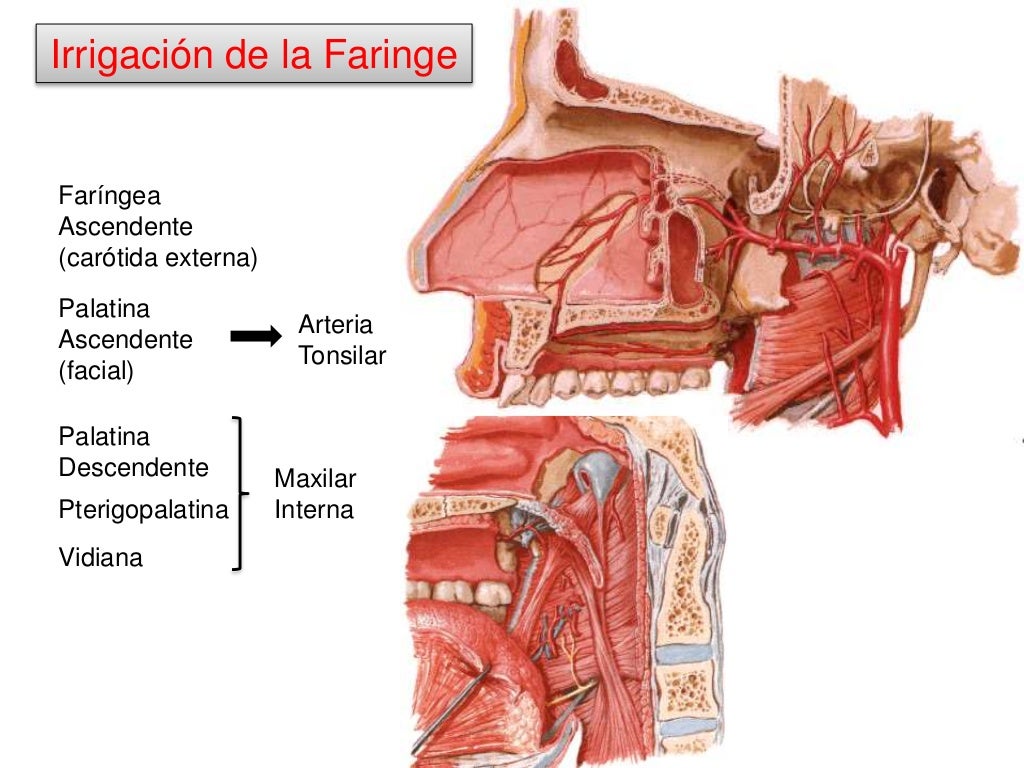 Inervacion E Irrigacion De La Faringe