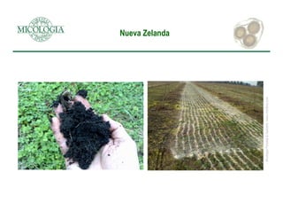 2  cultivo de la trufa en el mundo 2014 marcos morcillo