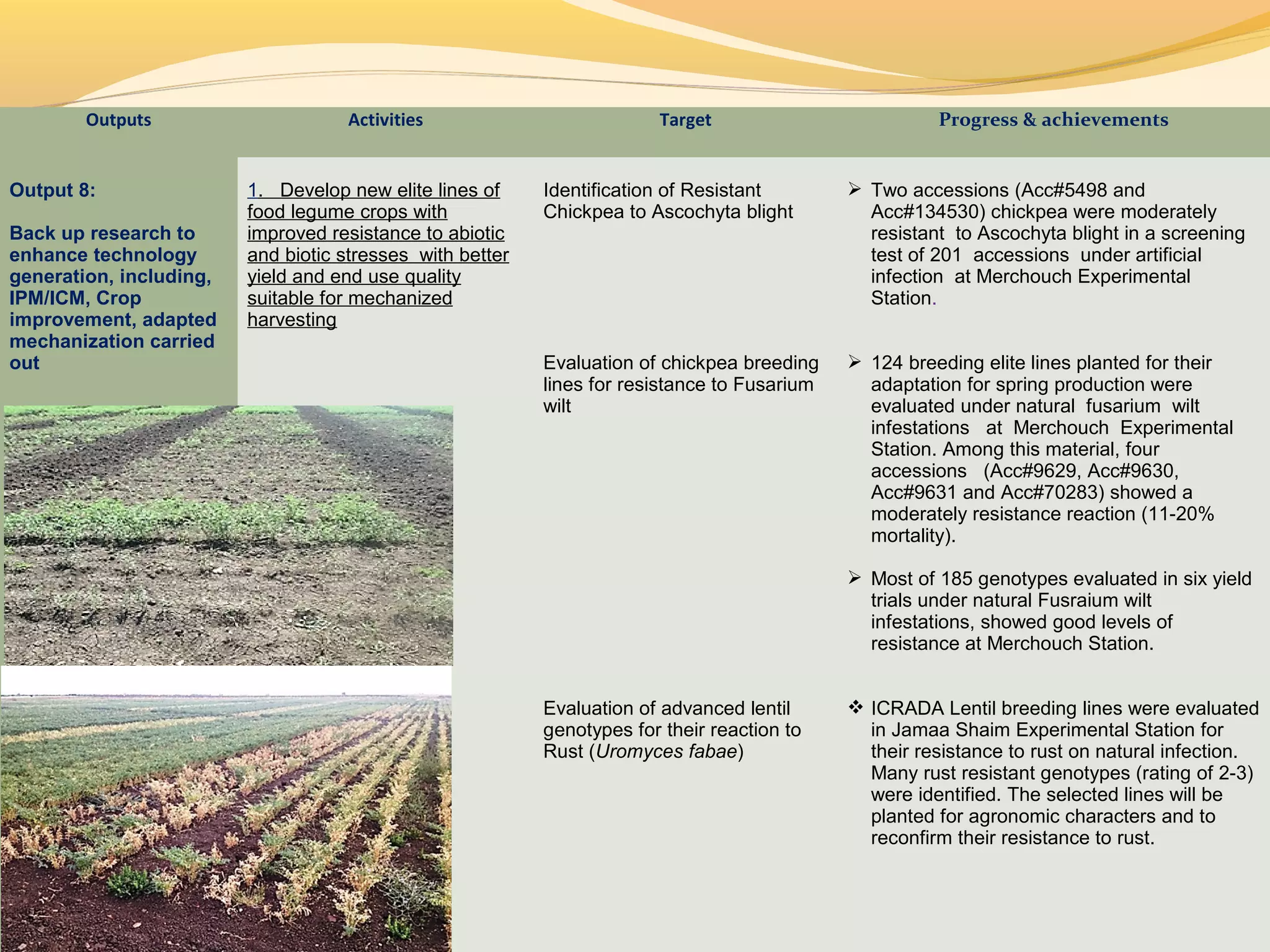 Outputs Activities Target Progress & achievements
Output 8:
Back up research to
enhance technology
generation, including,
IPM/ICM, Crop
improvement, adapted
mechanization carried
out
1. Develop new elite lines of
food legume crops with
improved resistance to abiotic
and biotic stresses with better
yield and end use quality
suitable for mechanized
harvesting
Identification of Resistant
Chickpea to Ascochyta blight
Evaluation of chickpea breeding
lines for resistance to Fusarium
wilt
Evaluation of advanced lentil
genotypes for their reaction to
Rust (Uromyces fabae)
 Two accessions (Acc#5498 and
Acc#134530) chickpea were moderately
resistant to Ascochyta blight in a screening
test of 201 accessions under artificial
infection at Merchouch Experimental
Station.
 124 breeding elite lines planted for their
adaptation for spring production were
evaluated under natural fusarium wilt
infestations at Merchouch Experimental
Station. Among this material, four
accessions (Acc#9629, Acc#9630,
Acc#9631 and Acc#70283) showed a
moderately resistance reaction (11-20%
mortality).
 Most of 185 genotypes evaluated in six yield
trials under natural Fusraium wilt
infestations, showed good levels of
resistance at Merchouch Station.
 ICRADA Lentil breeding lines were evaluated
in Jamaa Shaim Experimental Station for
their resistance to rust on natural infection.
Many rust resistant genotypes (rating of 2-3)
were identified. The selected lines will be
planted for agronomic characters and to
reconfirm their resistance to rust.
 