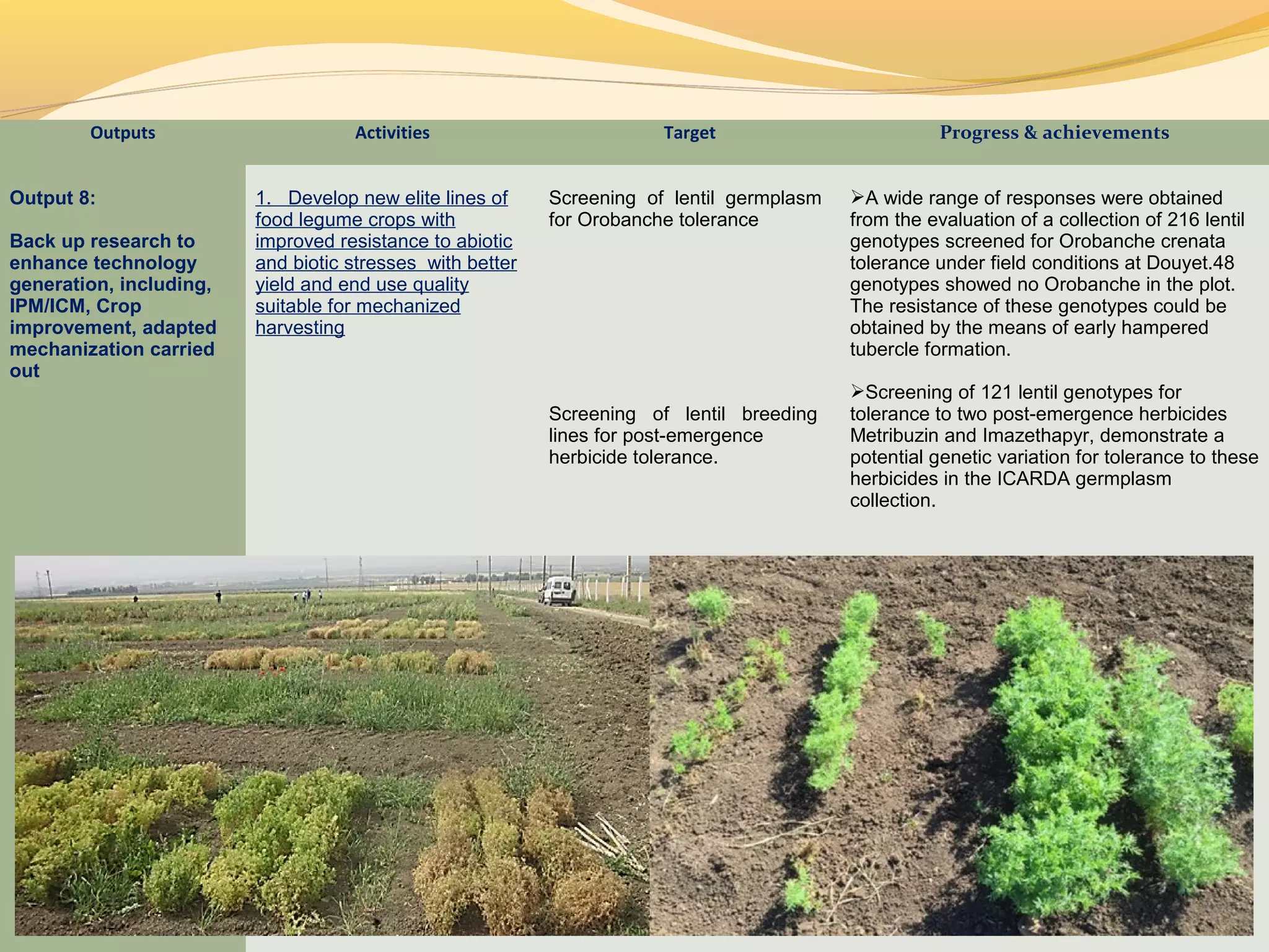 Outputs Activities Target Progress & achievements
Output 8:
Back up research to
enhance technology
generation, including,
IPM/ICM, Crop
improvement, adapted
mechanization carried
out
1. Develop new elite lines of
food legume crops with
improved resistance to abiotic
and biotic stresses with better
yield and end use quality
suitable for mechanized
harvesting
Screening of lentil germplasm
for Orobanche tolerance
Screening of lentil breeding
lines for post-emergence
herbicide tolerance.
A wide range of responses were obtained
from the evaluation of a collection of 216 lentil
genotypes screened for Orobanche crenata
tolerance under field conditions at Douyet.48
genotypes showed no Orobanche in the plot.
The resistance of these genotypes could be
obtained by the means of early hampered
tubercle formation.
Screening of 121 lentil genotypes for
tolerance to two post-emergence herbicides
Metribuzin and Imazethapyr, demonstrate a
potential genetic variation for tolerance to these
herbicides in the ICARDA germplasm
collection.
 