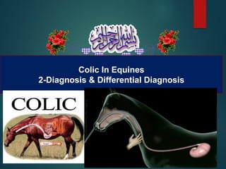 Colic In Equines
2-Diagnosis & Differential Diagnosis
 
