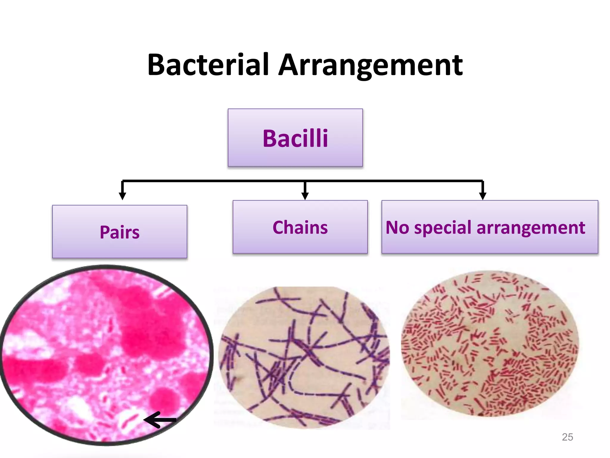 2- Diagnosis of inf. and staining.ppt | Infectious Diseases | Diseases ...