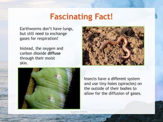 2-diffusion-powerpoint-2.pptxpower point | PPTX