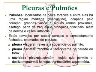 Pleuras e Pulmões
■ Pulmões: localizados na caixa torácica e entre eles há
uma região mediana (mediastino), ocupada pelo
coração, grandes vasos e alguns ramos proximais,
esôfago, parte da traquéia e brônquios principais, além
de nervos e vasos linfáticos.
■ Estão envoltos por sacos serosos e completamente
fechados, chamados de pleuras:
❑ pleura visceral: reveste a superfície do pulmão.
❑ pleura parietal: recobre a face interna da parede do
tórax.
❑ cavidade pleural: contém líquido que permite o
deslizamento dos folhetos e a mecânica respiratória.
 