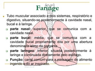 Faringe
■ Tubo muscular associado a dois sistemas, respiratório e
digestivo, situando-se posteriormente à cavidade nasal,
bucal e à laringe.
❑ parte nasal: superior, que se comunica com a
cavidade nasal.
❑ parte bucal: média, que se comunica com a
cavidade bucal propriamente dita por uma abertura
denominada istmo da garganta.
❑ parte laríngea: inferior, situada posteriormente à
laringe e continuada diretamente pelo esôfago.
❑ Função: canal comum para a passagem do alimento
ingerido e do ar inspirado.
 