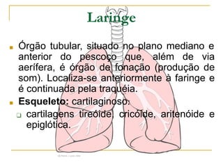 Laringe
■ Órgão tubular, situado no plano mediano e
anterior do pescoço que, além de via
aerífera, é órgão de fonação (produção de
som). Localiza-se anteriormente à faringe e
é continuada pela traquéia.
■ Esqueleto: cartilaginoso.
❑ cartilagens tireóide, cricóide, aritenóide e
epiglótica.
 