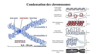 Condensation des chromosomes
 