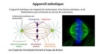 Les 3 types de microtubules formant le fuseau de division
L'appareil mitotique est composé de centrosomes, d'un fuseau mitotique, et de
kinétochores qui se forment au niveau de centromère.
Appareil mitotique
 